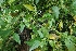  ( - MP5481)  @11 [ ] Copyright (2015) G D Khedkar Paul Hebert Centre For DNA Barcoding And Biodiversity Studies