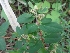  ( - MP722)  @11 [ ] Copyright (2013) PHCDBS Paul Hebert Centre for DNA Barcoding and Biodiversity Studies