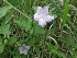  ( - MP724)  @11 [ ] Copyright (2013) PHCDBS Paul Hebert Centre for DNA Barcoding and Biodiversity Studies