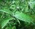  ( - MP5492)  @11 [ ] Copyright (2015) G D Khedkar Paul Hebert Centre For DNA Barcoding And Biodiversity Studies