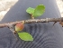  (Commiphora simplicifolia - MP1266.1)  @11 [ ] Copyright (2013) PHCDBS Paul Hebert Centre for DNA Barcoding and Biodiversity Studies
