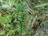  (Tephrosia remotiflora - MP1268.1)  @11 [ ] Copyright (2013) PHCDBS Paul Hebert Centre for DNA Barcoding and Biodiversity Studies
