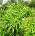  (Clerodendrum quadriloculare - MP5510)  @11 [ ] Copyright (2015) G D Khedkar Paul Hebert Centre For DNA Barcoding And Biodiversity Studies