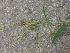  ( - MP1276)  @11 [ ] Copyright (2014) G.D. Khedkar Paul Hebert Centre For DNA Barcoding And Biodiversity Studies