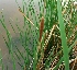  ( - MP736)  @11 [ ] Copyright (2013) PHCDBS Paul Hebert Centre for DNA Barcoding and Biodiversity Studies