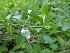  (Leucas biflora - MP738.1)  @11 [ ] Copyright (2013) PHCDBS Paul Hebert Centre for DNA Barcoding and Biodiversity Studies