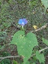  ( - MP1273)  @11 [ ] Copyright (2013) PHCDBS Paul Hebert Centre for DNA Barcoding and Biodiversity Studies