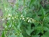  (Croton bonplandianum - MP752)  @11 [ ] Copyright (2013) PHCDBS Paul Hebert Centre for DNA Barcoding and Biodiversity Studies