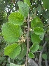  ( - MP1280)  @11 [ ] Copyright (2013) PHCDBS Paul Hebert Centre for DNA Barcoding and Biodiversity Studies