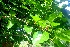  ( - MP5293)  @11 [ ] Copyright (2015) G D Khedkar Paul Hebert Centre For DNA Barcoding And Biodiversity Studies