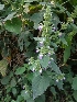  ( - MP1294)  @11 [ ] Copyright (2013) PHCDBS Paul Hebert Centre for DNA Barcoding and Biodiversity Studies