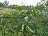  (Premna mollissima - MP1301)  @11 [ ] Copyright (2013) PHCDBS Paul Hebert Centre for DNA Barcoding and Biodiversity Studies