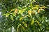  ( - MP5463)  @11 [ ] Copyright (2015) G D Khedkar Paul Hebert Centre For DNA Barcoding And Biodiversity Studies