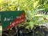  (Acacia mangium - MP1341)  @11 [ ] Copyright (2013) PHCDBS Paul Hebert Centre for DNA Barcoding and Biodiversity Studies