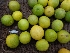 ( - MP385)  @11 [ ] Copyright (2014) PHCDBS Paul Hebert Centre for DNA Barcoding and Biodiversity Studies