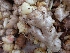  ( - NP25)  @11 [ ] Copyright (2013) PHCDBS Paul Hebert Center for DNA Barcoding and Biodiversity Studies