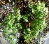  (Adiantum venustum - MP5544)  @11 [ ] Copyright (2015) G D Khedkar Paul Hebert Centre For DNA Barcoding And Biodiversity Studies