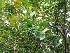  ( - MP342)  @11 [ ] Copyright (2014) PHCDBS Paul Hebert Centre for DNA Barcoding and Biodiversity Studies