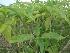  (Adhatoda - MP1375)  @11 [ ] Copyright (2013) PHCDBS Paul Hebert Centre for DNA Barcoding and Biodiversity Studies