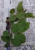  ( - MP706.1)  @11 [ ] Copyright (2014) PHCDBS Paul Hebert Centre for DNA Barcoding and Biodiversity Studies