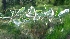  ( - MP5522)  @11 [ ] Copyright (2015) G D Khedkar Paul Hebert Centre For DNA Barcoding And Biodiversity Studies