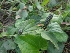  ( - MP1436)  @11 [ ] Copyright (2014) PHCDBS Paul Hebert Centre for DNA Barcoding and Biodiversity Studies
