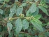  ( - MP1379)  @11 [ ] Copyright (2013) PHCDBS Paul Hebert Centre for DNA Barcoding and Biodiversity Studies