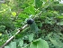  ( - LNP59)  @11 [ ] Copyright (2013) PHCDBS Paul Hebert Center for DNA Barcoding and Biodiversity Studies