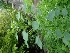  ( - LNP100)  @11 [ ] Copyright (2014) PHCDBS Paul Hebert Centre fo DNA Barcoding And Biodiversity Studise