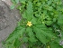  ( - LNP57)  @11 [ ] Copyright (2013) PHCDBS Paul Hebert Center for DNA Barcoding and Biodiversity Studies