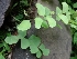  ( - LNP74)  @11 [ ] Copyright (2013) PHCDBS Paul Hebert Center for DNA Barcoding and Biodiversity Studies