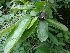  (Alangium salviifolium - LNP69)  @11 [ ] Copyright (2014) G D Khedkar Paul Hebert Centre For DNA Barcoding And Biodiversity Studies