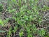  (Thymus serphyllum - MP1401)  @11 [ ] Copyright (2013) PHCDBS Paul Hebert Centre for DNA Barcoding and Biodiversity Studies