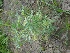  ( - MP1405)  @11 [ ] Copyright (2013) PHCDBS Paul Hebert Centre for DNA Barcoding and Biodiversity Studies