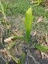  ( - MP1421)  @11 [ ] Copyright (2013) PHCDBS Paul Hebert Centre for DNA Barcoding and Biodiversity Studies