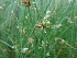  ( - LNP70)  @11 [ ] Copyright (2013) PHCDBS Paul Hebert Center for DNA Barcoding and Biodiversity Studies