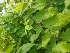  ( - MP1444)  @11 [ ] Copyright (2013) PHCDBS Paul Hebert Centre for DNA Barcoding and Biodiversity Studies
