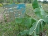  ( - MP1434)  @11 [ ] Copyright (2013) PHCDBS Paul Hebert Centre for DNA Barcoding and Biodiversity Studies
