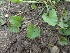  ( - CNP189)  @11 [ ] Copyright (2014) PHCDBS Paul Hebert Centre for DNA Barcoding And Biodiversity Studies