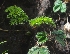  ( - MP5675)  @11 [ ] Copyright (2015) G D Khedkar Paul Hebert Centre For DNA Barcoding And Biodiversity Studies