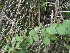  ( - WNP176)  @11 [ ] Copyright (2013) PHCDBS Paul Hebert Center for DNA Barcoding and Biodiversity Studies