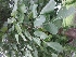  ( - WNP163)  @11 [ ] Copyright (2013) PHCDBS Paul Hebert Center for DNA Barcoding and Biodiversity Studies