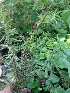  (Salvia officinalis - MP1476)  @11 [ ] Copyright (2014) PHCDBS Paul Hebert Centre for DNA Barcoding and Biodiversity Studies