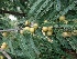  ( - MP1481)  @11 [ ] Copyright (2013) PHCDBS Paul Hebert Centre for DNA Barcoding and Biodiversity Studies