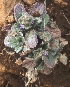  (Ajuga decumbens - MP5698)  @11 [ ] Copyright (2015) G D Khedkar Paul Hebert Centre For DNA Barcoding And Biodiversity Studies