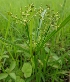 ( - SWNP 120)  @11 [ ] Copyright (2014) PHCDBS Paul Hebert Centre for DNA Barcoding and Biodiversity Studies