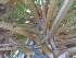  ( - SWNP 116)  @11 [ ] Copyright (2014) PHCDBS Paul Hebert Centre for DNA Barcoding and Biodiversity Studies