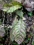  (Picrorhiza - MP5722)  @11 [ ] Copyright (2015) G D Khedkar Paul Hebert Centre For DNA Barcoding And Biodiversity Studies
