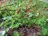  ( - MP1532)  @11 [ ] Copyright (2013) PHCDBS Paul Hebert Centre for DNA Barcoding and Biodiversity Studies