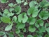  ( - GONP191)  @11 [ ] Copyright (2013) PHCDBS Paul Hebert Center for DNA Barcoding and Biodiversity Studies